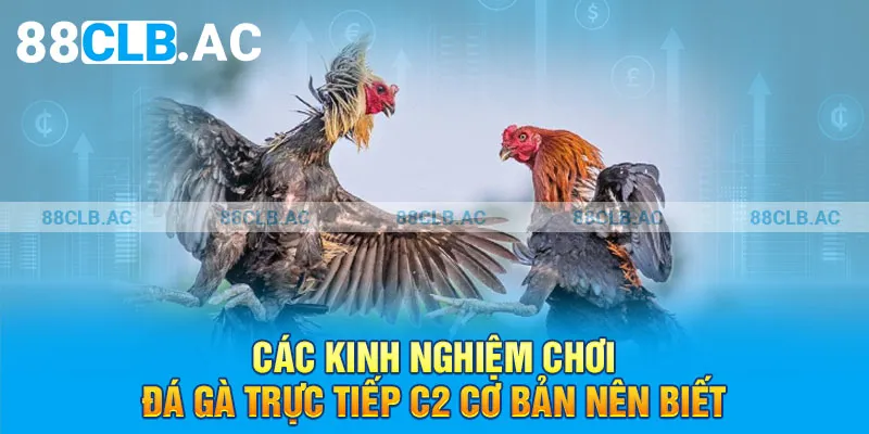 Các kinh nghiệm chơi đá gà trực tiếp C2 cơ bản nên biết